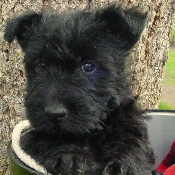 Meet your Posher, Anna maria - Picture 1 of 1